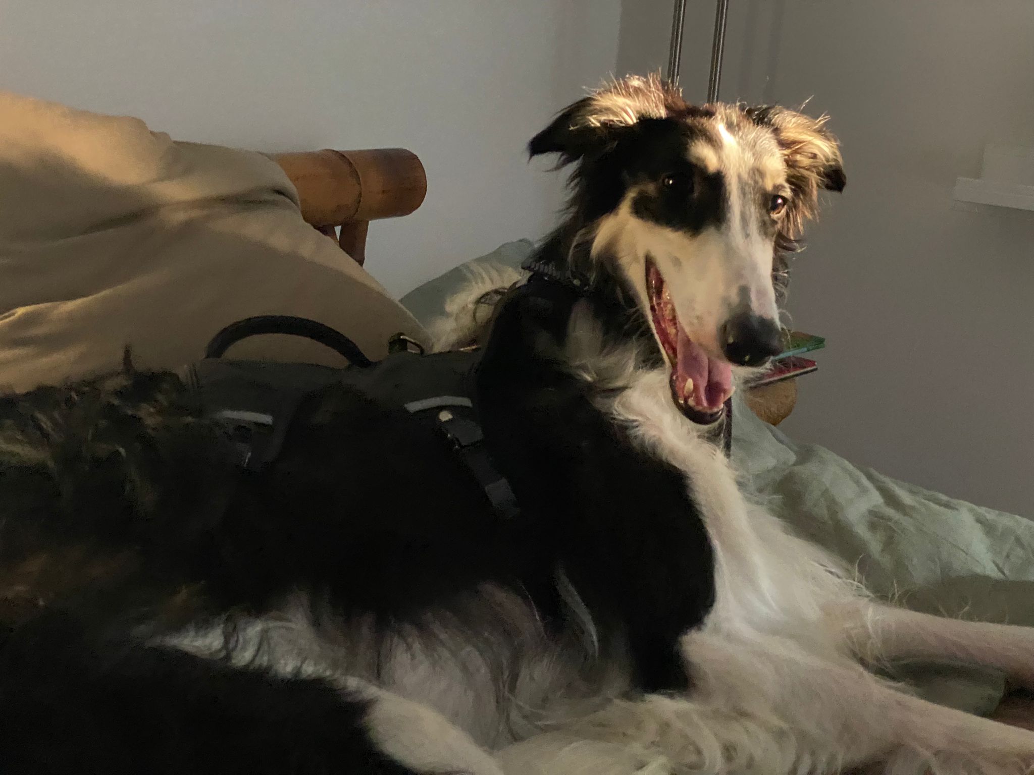 Grischa im neuen Heim